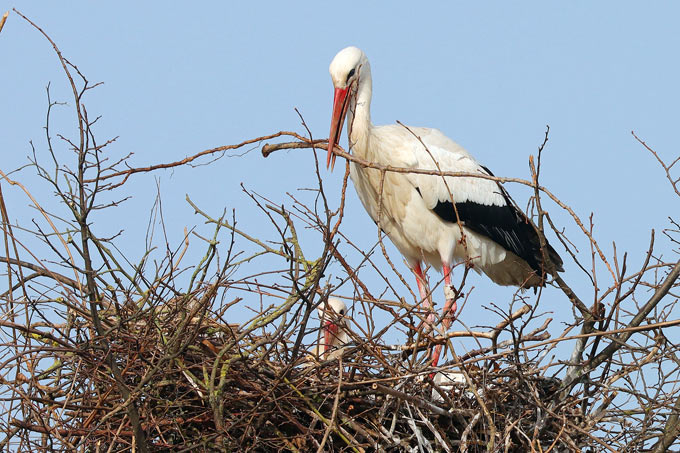 Weißstorch beim Nestbau - Foto: Jens Winter/NABU-naturgucker.de