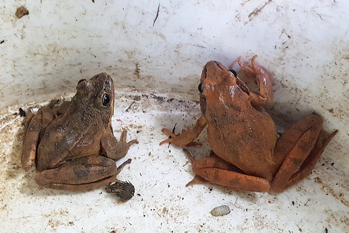 Springfrösche, links ein Männchen, rechts ein Weibchen - Foto: Regine Carl