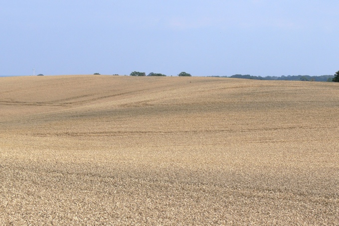 Weizenanbau in ausgeräumter Landschaft - Foto: Ingo Ludwichowski