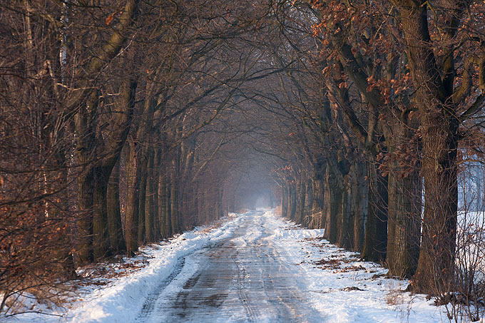 Winterliche Eichenallee - Foto: Wolfgang Ewert