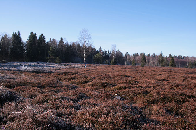 Moor im Naturschutzgebiet Bodenmöser - Foto: Markus Röhl