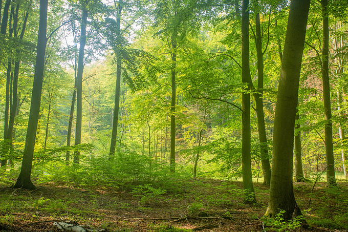 Waldspaziergänge sind gut für Körper und Seele. Bitte beim Waldbaden Rücksicht auf die Natur nehmen.  - Foto: NABU/Klemens Karkow