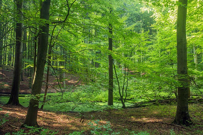 Naturwaldgemeinde Hirschberg