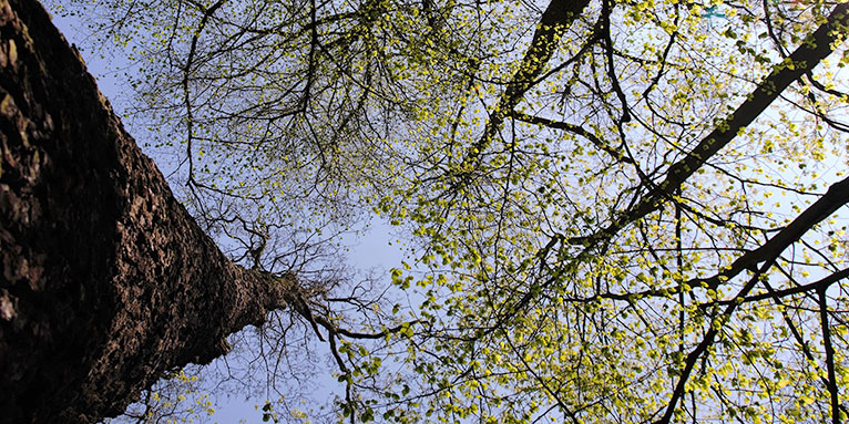 Laubwald im Frühling - Foto: NABU/Iwona Rogowski