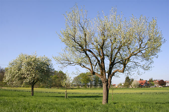 Obstwiese mit Zwetschgenbaum (groß) und Kirschbaum - Foto: Helge May