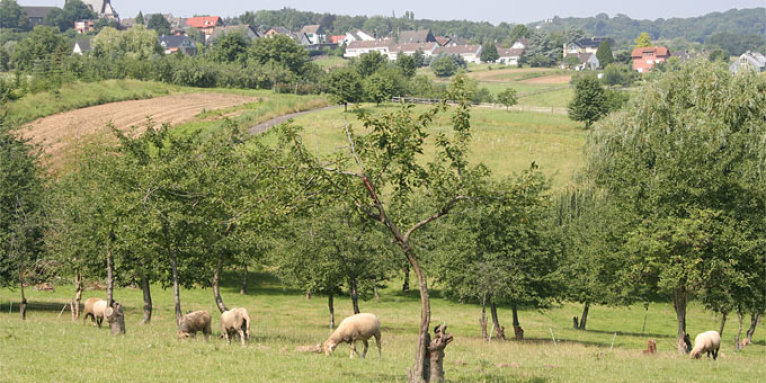 Obstwiese mit Schafbeweidung - Foto: Helge May