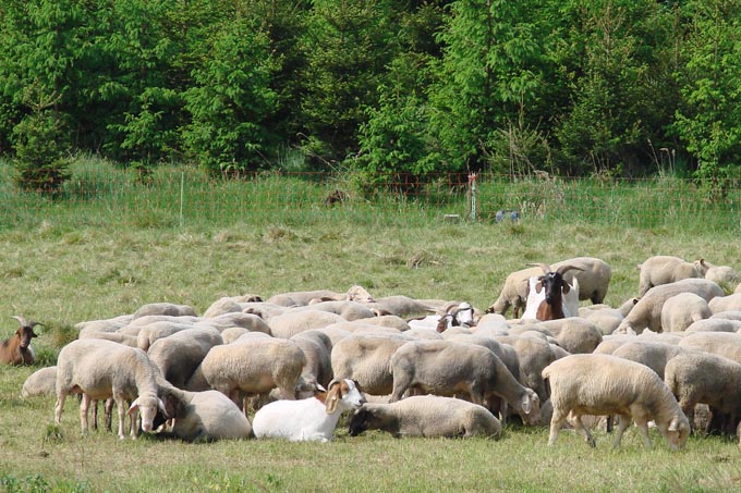 Beweidung mit Schafen und Burenziegen. - Foto: Frauke Hennek