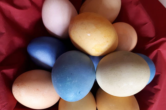 Zu Ostern am besten Öko-Eier kaufen. - Foto: Ronja Krebs
