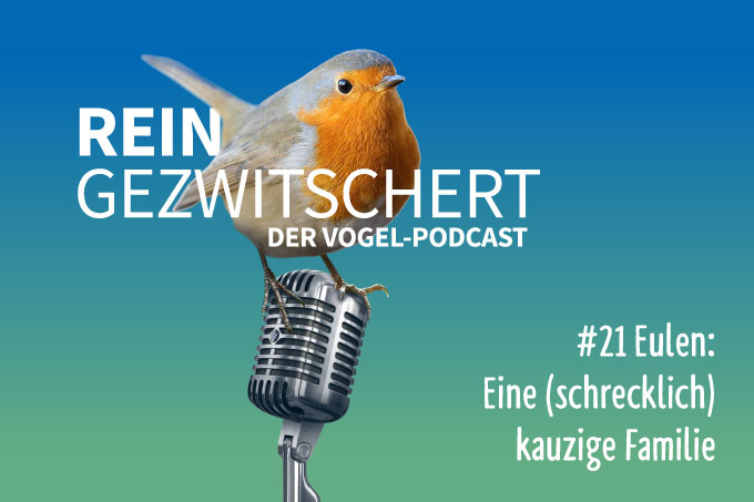 NABU-Vogelpodcast „Reingezwitschert“, Folge 21: Eulen - Foto: NABU/Panorama3000