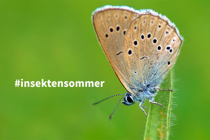 #insektensommer - Foto Heller Wiesenknopf-Ameisenbläuling: Lutz Klapp/www.naturgucker.de