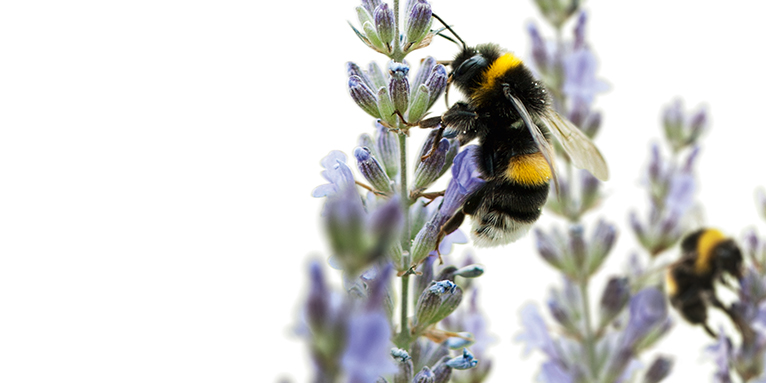 Insektensommer Aktionsbild - Foto: NABU