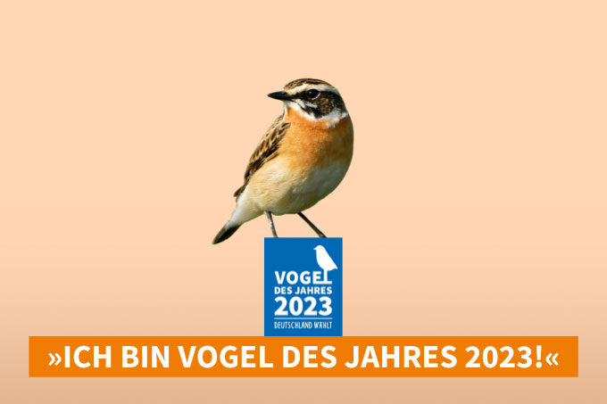 Vogel des Jahres 2023