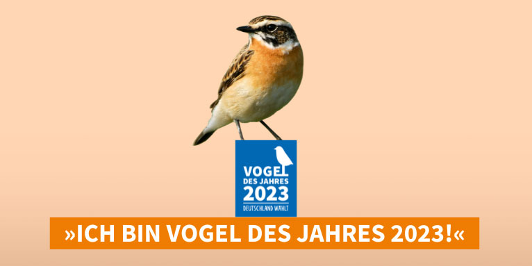 Vogel des Jahres 2023 ist das Braunkehlchen. - Foto: Getty Images/Michel VIARD