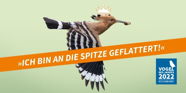 Wiedehopf ist Vogel des Jahres 2022. - Foto: NABU/CEWE/Jörg Stemmler