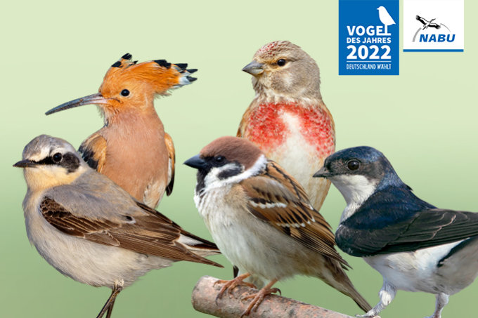 Wahl zum Vogel des Jahres 2022