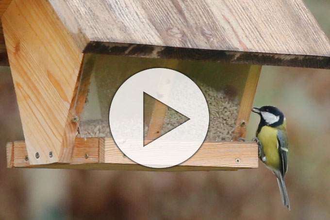 Lern-Video zur Vogelbestimmung