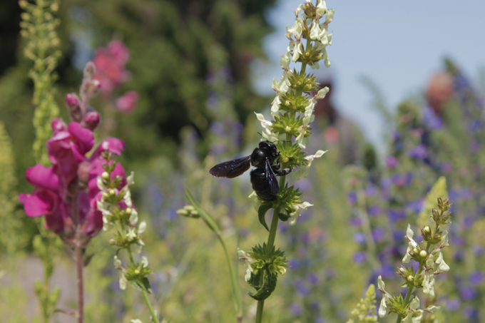 Blauschwarze Holzbiene besucht Natur nah dran Fläche 