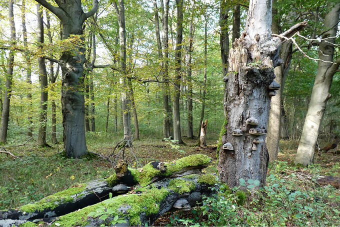 Waldnaturschutz umfasst viele interessante Themen - Foto: Uwe Prietzel