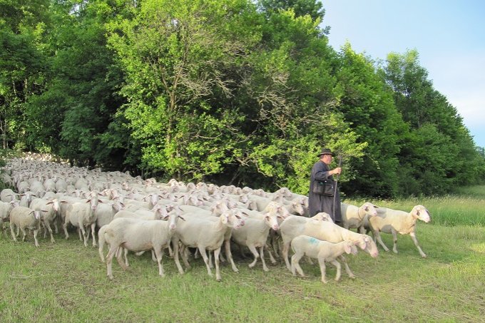 Schäfer Hertler mit seiner Herde beim Auszug aus dem Hutewald. - Foto: A. Hertler