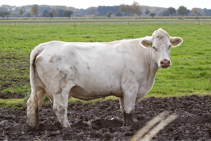 Eine Kuh auf der Weide - Foto: Claus Hektor