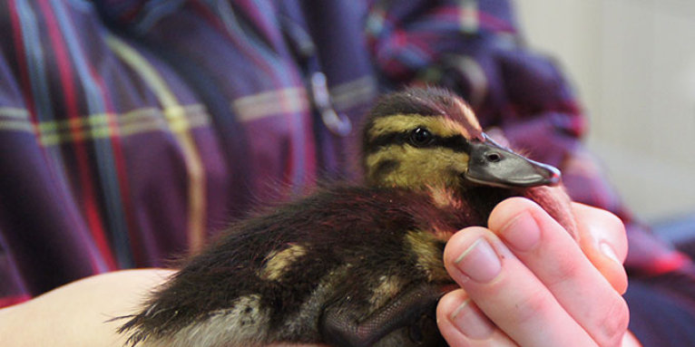 Babyente - Foto: Vogelschutzzentrum Mössingen