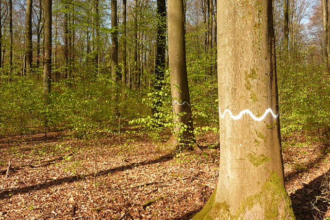 Dem öffentlichen Wald soll eine besondere Rolle für Wasser, Boden, Luft und Naturschutz zukommen. - Foto: Johannes Enssle