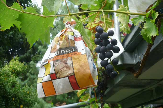 Bäckertüten schützen die Trauben vor Vogelfraß. - Foto: Volker Weiß
