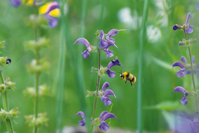 Die Flächen in Ravensburg ziehen Hummeln und andere Wildbienen an. Foto: NABU/Anette Marquardt