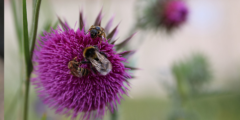 Nickende Distel - Bild: NABU/Hannes Schweikardt