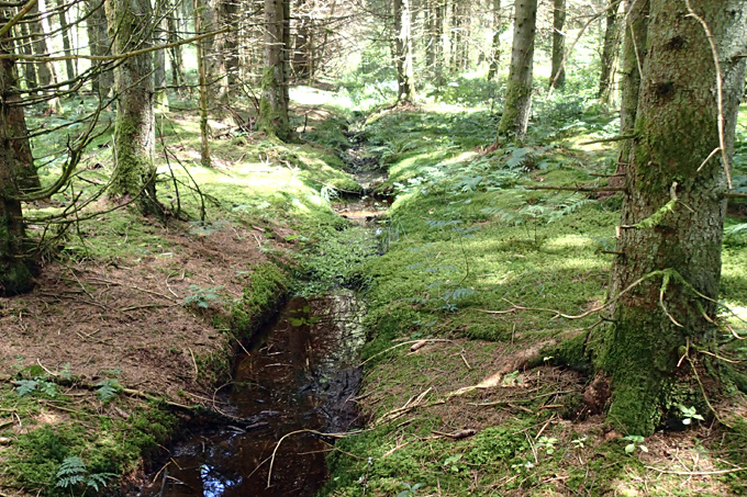 Entwässertes Niedermoor in der Riedbachniederung - Foto: Tom Kutter