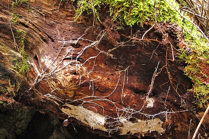 Pilzmyzel durchzieht Holz. Foto: Rita Lüder