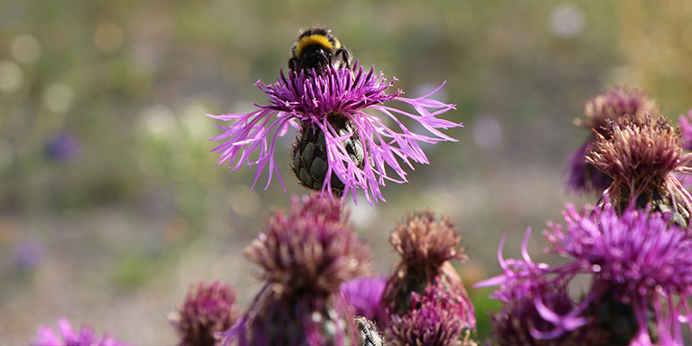 Skabiosen-Flockenblume. Bild: NABU/Anette Marquardt