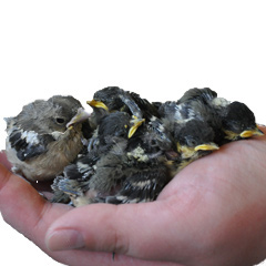 Junge Meisen im Vogelschutzzentrum Mössingen - Foto: Bianka Lungwitz