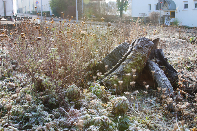 Totholz bietet auch in der kalten Jahreszeit vielen Tieren Unterschlupf.