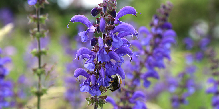 Wiesensalbei 