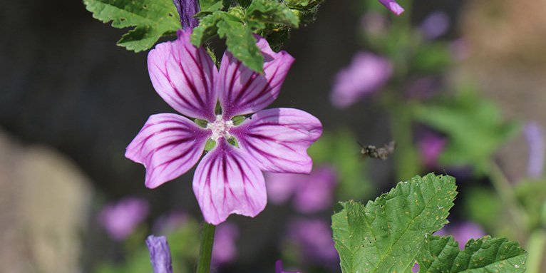 Wilde Malve. Bild: NABU/Anette Marquardt