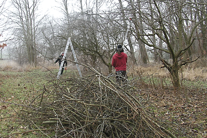 Abgeschnitte Zweige von Bäumen und Sträuchern können im Garten weiterhin nützlich sein. - Foto: NABU/Katrin Koch