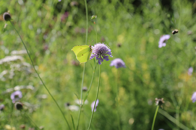 Naturgartenwettbewerb - Foto: NABU/Anette Marquardt