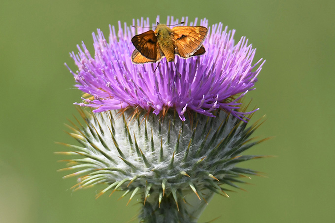 Gewöhnliche Eselsdistel - Foto: Rolf Jantz/NABU-naturgucker.de