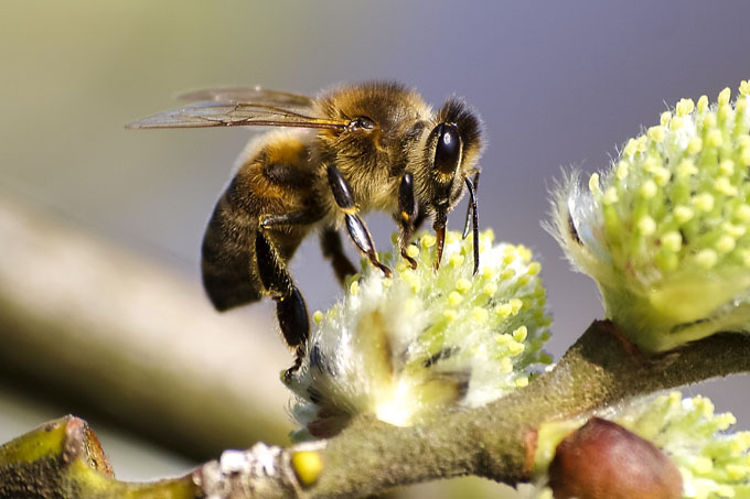 Die Honigbiene ist vermutlich die bekannteste Bienenart. - Foto: NABU/Kathy Büscher