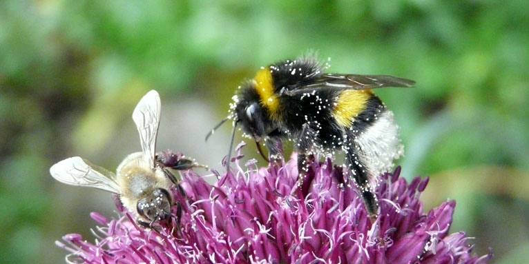 Eine Biene und eine Hummel auf der Blüte des Kugelköpfigen Lauches. - Foto: NABU/Rolf-Dieter Schüller