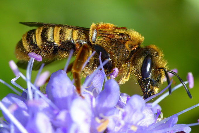 Die Wildbiene des Jahres 2018 ist die gelbbindige Furchenbiene. - Foto: © Naturgucker/Birgit Emig