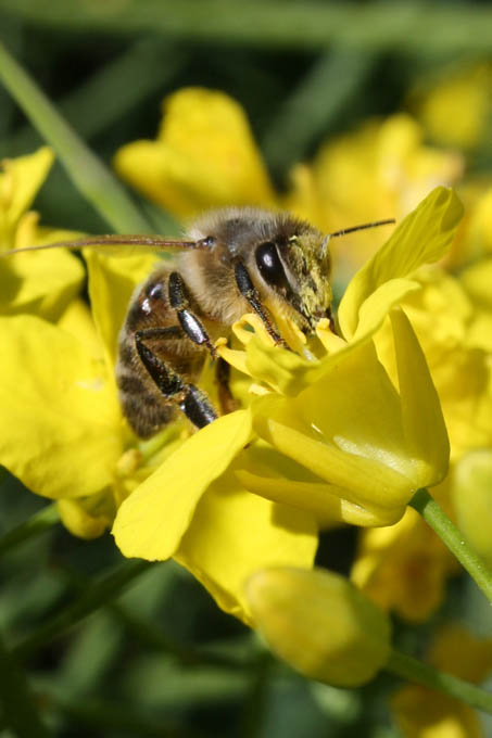 Der Pestizideinsatz schadet nicht nur Honigbienen. Auch andere Insekten wie Schmetterlinge, Ameisen oder Hummeln sind betroffen. - Foto: NABU/Sabine Holmgeirsson