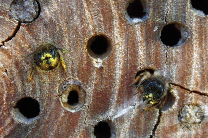 Rostrote Mauerbienen schauen aus ihren Nistgängen. - Foto: NABU/Sabine Holmgeirsson