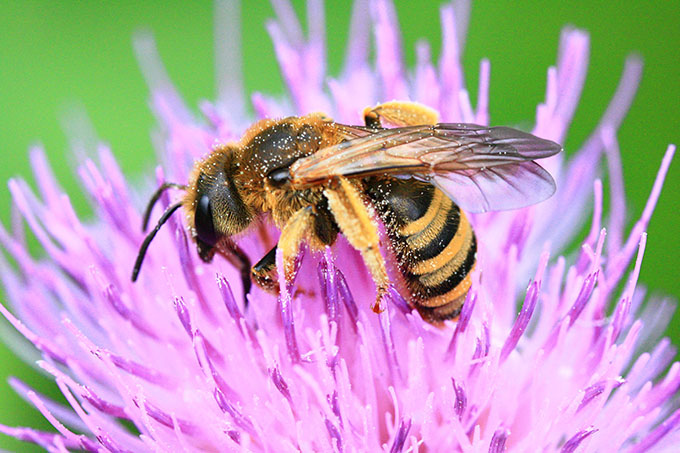 Wildbienen brauchen ein breites Blühangebot heimischer Pflanzen. - Foto: NABU/Sabine Holmgeirsson