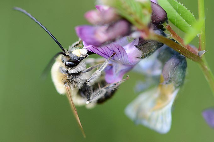 Die Mai-Langhornbiene ist die Wildbiene des Jahres 2021. - Foto: Stella Mielke/www.naturgucker.de