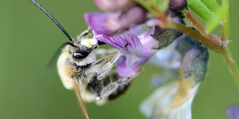 Die Mai-Langhornbiene ist die Wildbiene des Jahres 2021. - Foto: Stella Mielke/www.naturgucker.de
