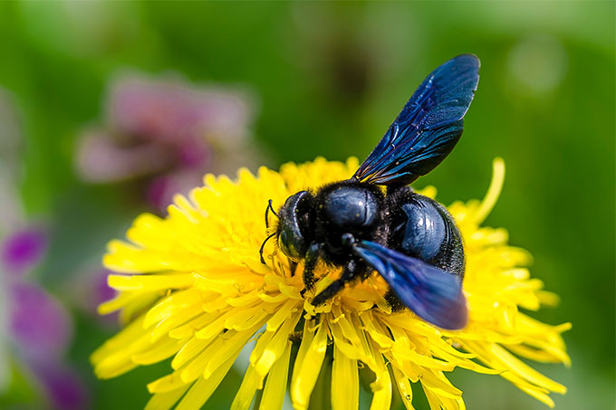 Blauschwarze Holzbiene - Foto: Gerold Vitzthum