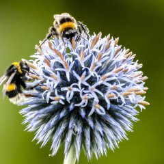 Die Erdhummel ist nur eine von vielen Bienen-Arten. - Foto: NABU/Kathy Büscher
