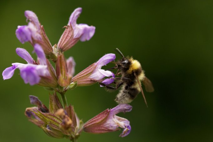 Insekten wie Bienen, Wespen und Hummeln leiden unter dem Einsatz von Pestiziden auf Feldern. - Foto: NABU/Christoph Kasulke